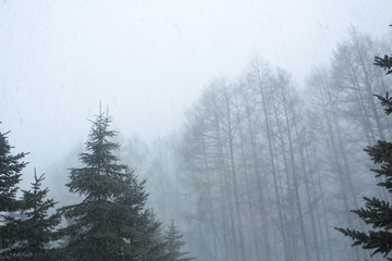 Obraz na płótnie Canvas fog in forest