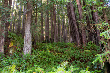 Redwood forest trees ferns and fallen .