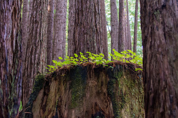Clover patch growing on cut redwood sequoia tree trunk.