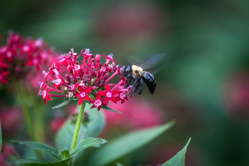 bee on flower