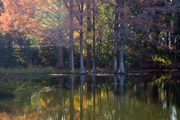 葉っぱを落とした水辺のラクウショウの背後から朝日が差し込んでいる景色と、そのリフレクション