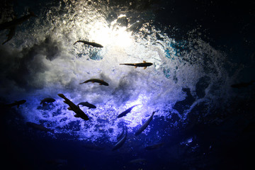 fish in the aquarium  