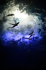 witch flying in the sky