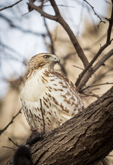 Hawk resting on a branch