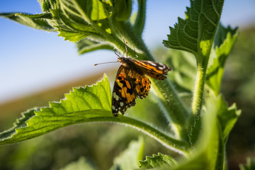 butterfly on flower
