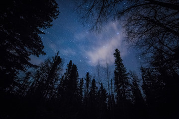 Forest against the night sky