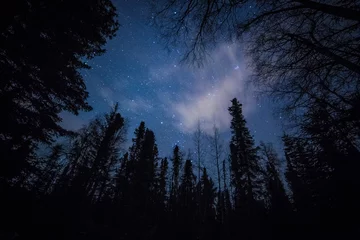 Foto op Canvas Bos tegen de nachtelijke hemel © sjredwin1