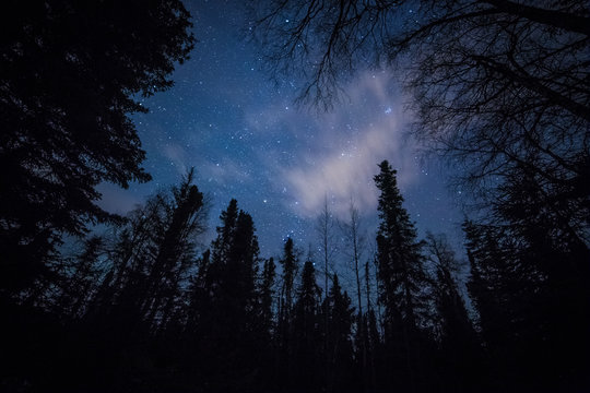 Forest against the night sky © sjredwin1
