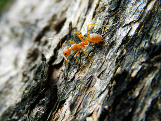 Red ant (Oecophylla smaragdina)  on wood bark