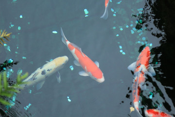 koi fish in the pond