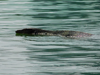 Obraz premium Lizard swim in the lake : Varanus salvator