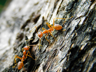 Red ants(Oecophylla smaragdina)