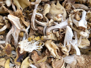 Dried boletus mushrooms for sale on the market