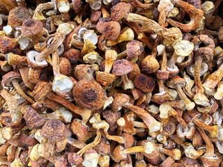 Dried boletus mushrooms for sale on the market