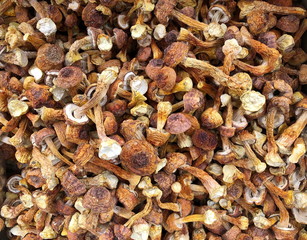 Dried boletus mushrooms for sale on the market