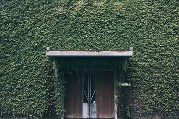 green nature wall with wooden door