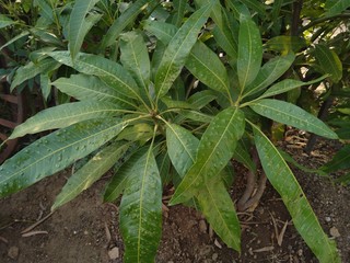 Mango plant 