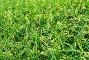 Green paddy rice in the farm
