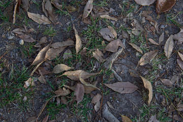 suelo de bosque de hoja caduca