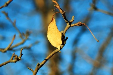 autumn yellow leaf