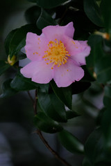 pink christmas camellia flower