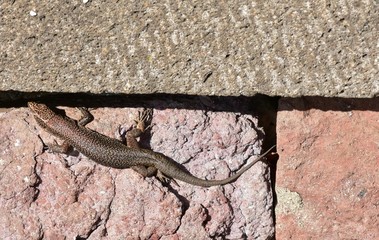 lizard on a stone