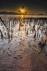 The mangrove tree growth with sunset orange 
