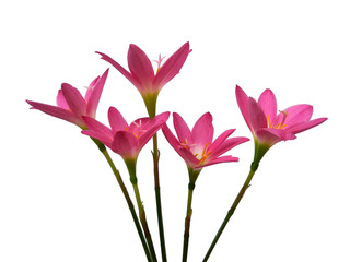 Zephyranthes flower isolated on white background. Zephyranthes lily or Pink flower for flower frame or other decoration.