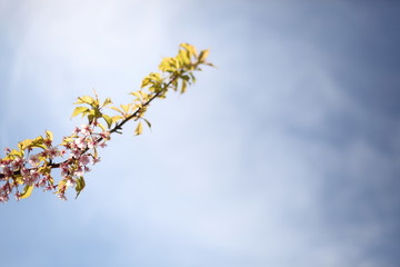 河津桜
