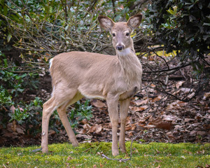 Young Curious Fawn