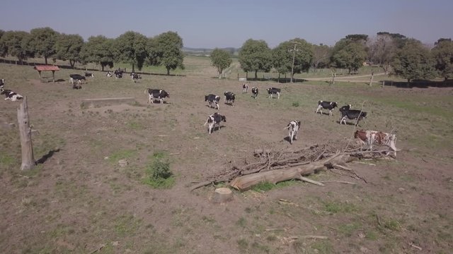 gado leiteiro e campo