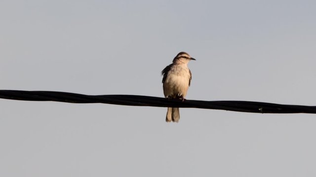 Chalk-browed Mockingbird (Mimus saturninus) perched on a cable looking at camera, then turning.