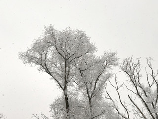 Tree branches under the snow on a winter day