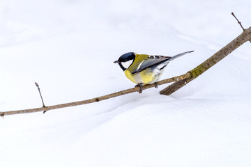 Cute tit in the winter park