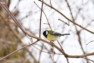 Cute tit in the winter park