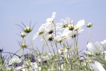 White cosmos flowers in the park in Thailand..