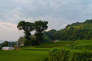 緑が美しい田園と形の似た2本の樹木