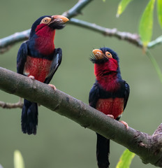 The couple of bearded barbets perched on the branch