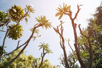 Pachypodium Lamerei or Madagascar palm an African huge plant, sharp thorns..