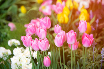 Tulip flower in garden at a day. Flower for beauty decoration and agriculture concept design.
