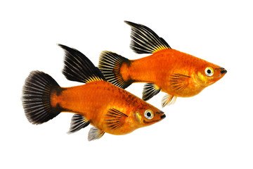 High Fin Red Wag Platy Xiphophorus Maculatus Platy aquarium fish