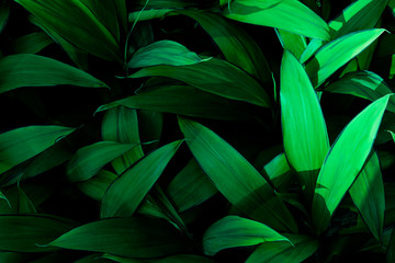 Naklejka na ściany i meble Dark green leaves are arranged in order. For making natural wallpapers and backgrounds