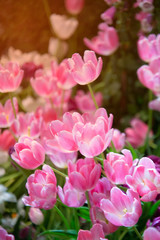 Obraz premium Tulip flower in garden at a day. Flower for beauty decoration and agriculture concept design.