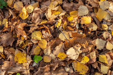 Yellow dry leaves lie on the ground.