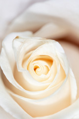 White rose petals as background