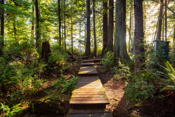Obraz premium Beautiful Wooden Path in the Woods with colorful green trees leading to Kennedy Lake. Taken near Tofino, Vancouver Island, BC, Canada.
