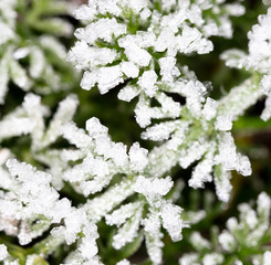 White snowflakes on a green leaf of grass as an abstract background