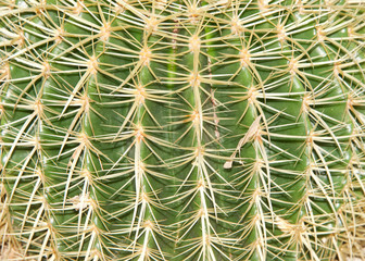 Close up on side of Mammillaria spinosissima, also known as the spiny pincushion cactus. They require no pruning and make good patio and container