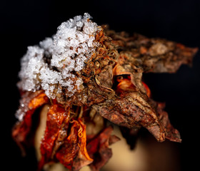 White snowflakes on a flower on nature