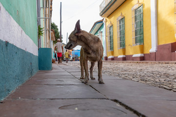 Poor, unwanted, homeless dog in the Streets of Old City of Trinidad, Cuba, during a sunny day.